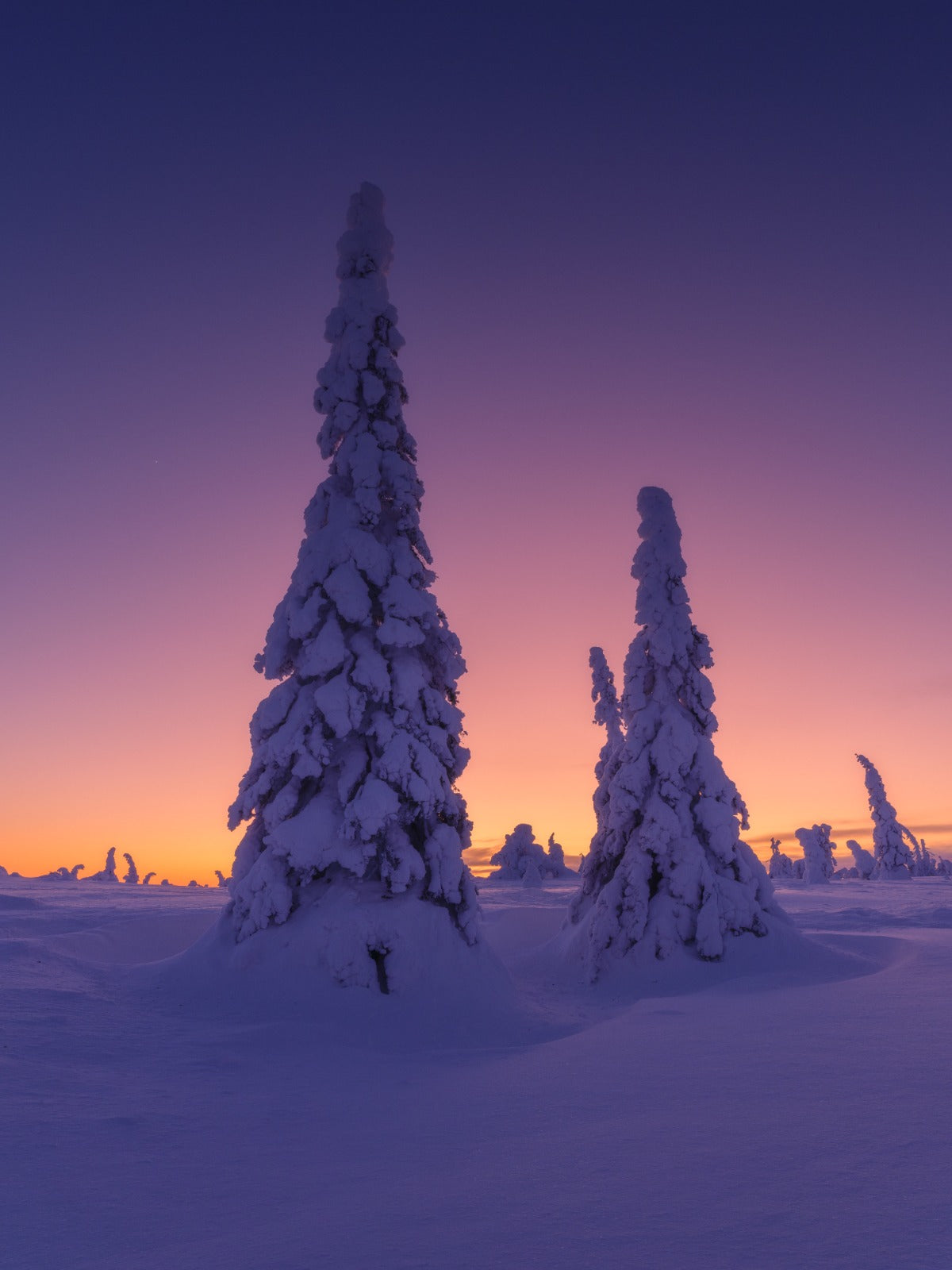 Four Seasons
