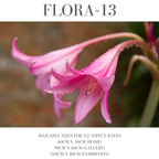 Flora