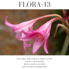 Flora
