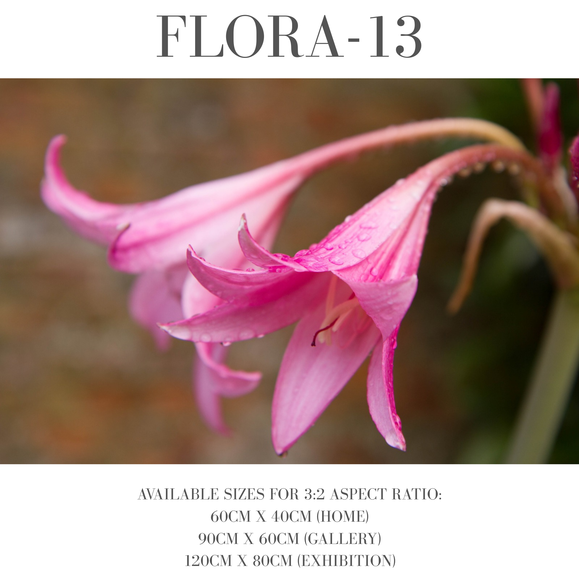 Flora