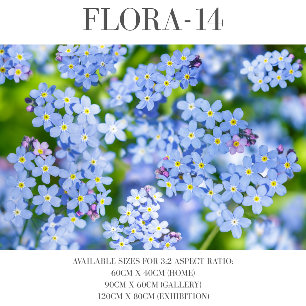 Flora