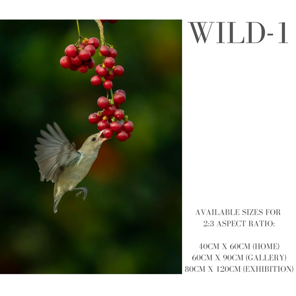 Wildlife