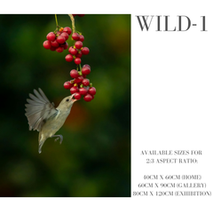Wildlife