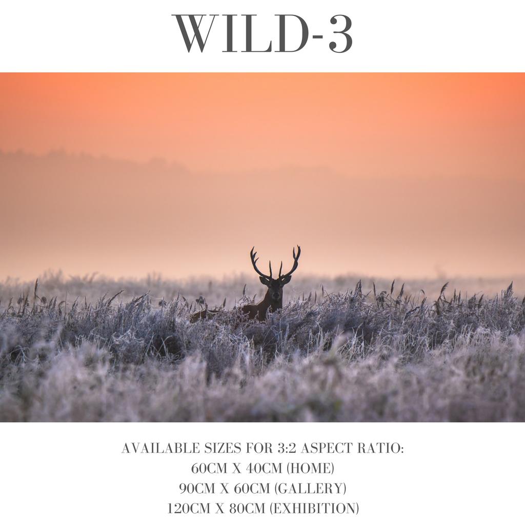 Wildlife