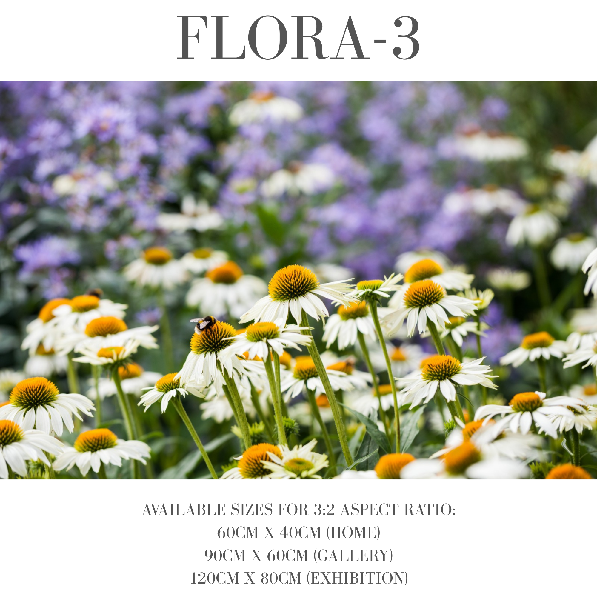 Flora