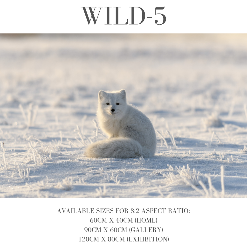 Wildlife