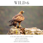 Wildlife