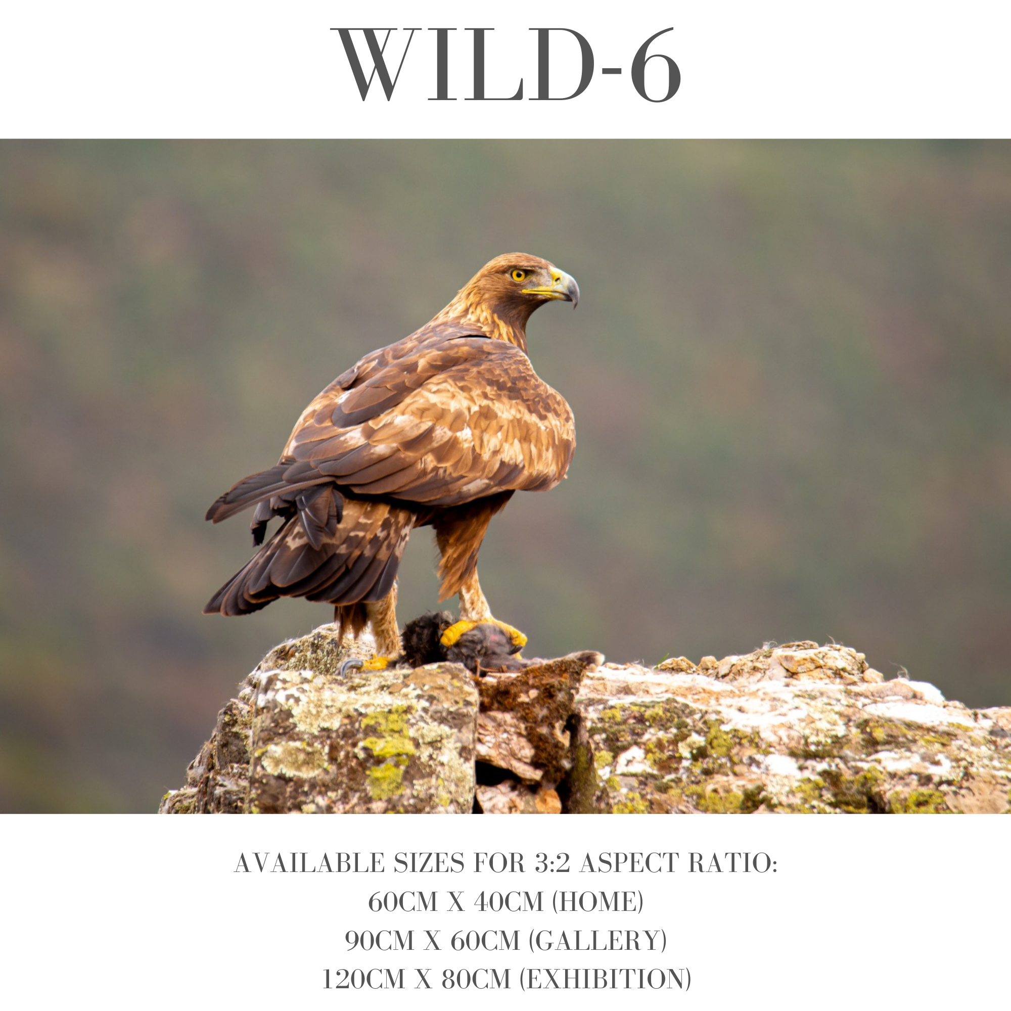 Wildlife