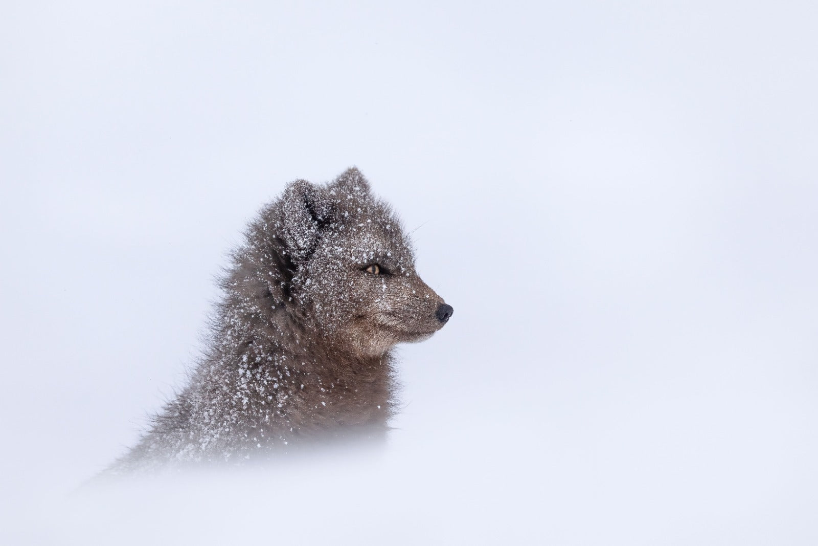 Wildlife