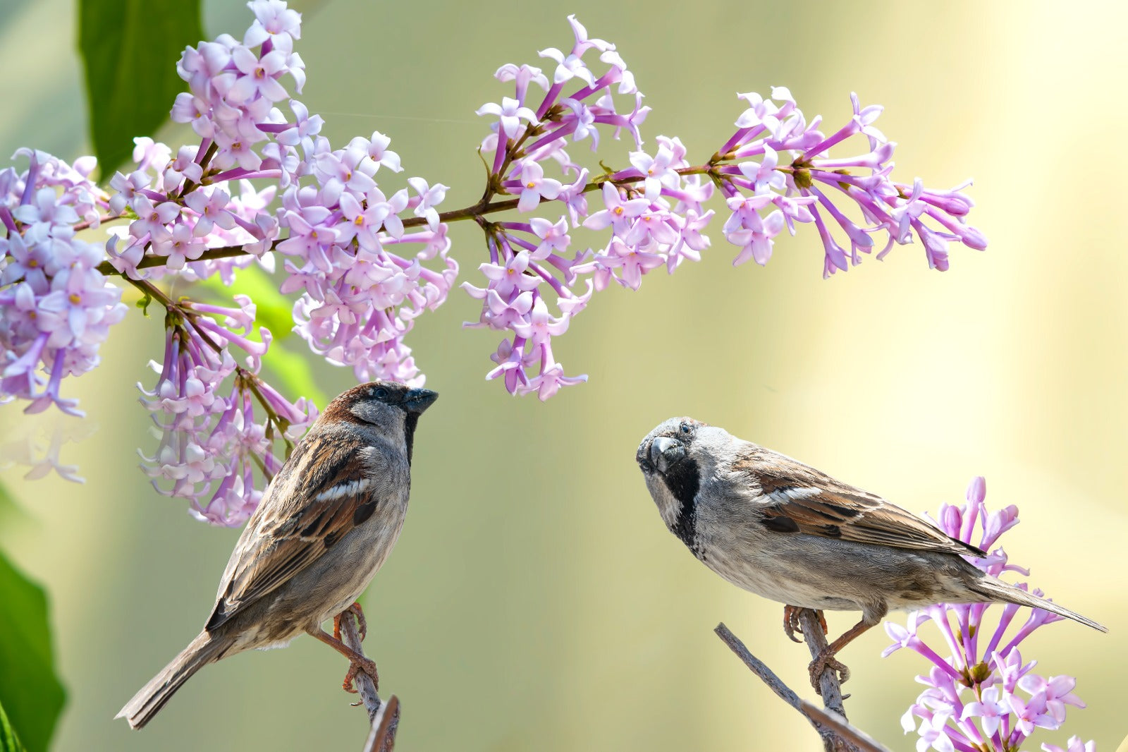 Wildlife