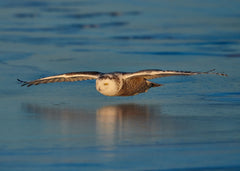 Wildlife