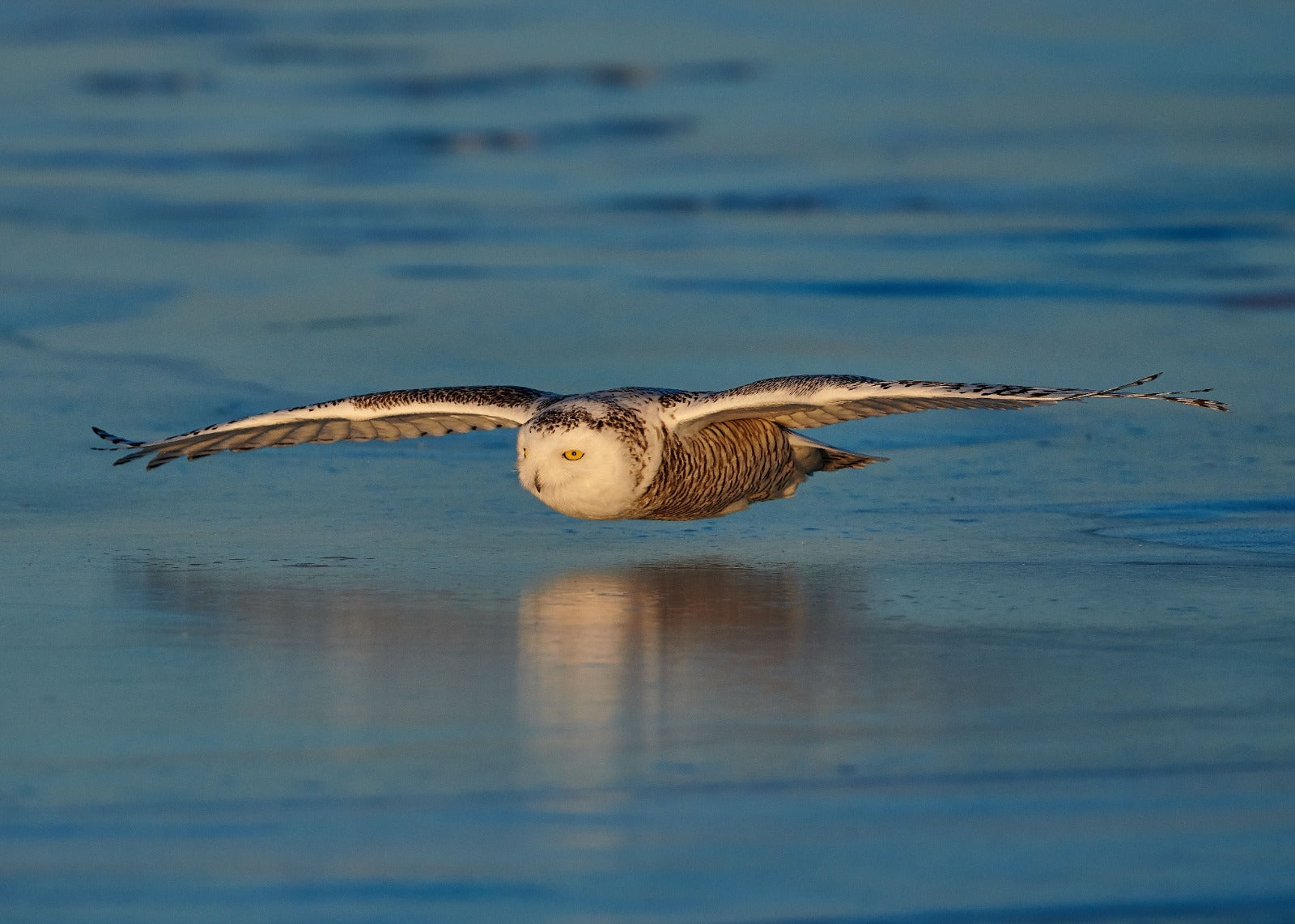 Wildlife