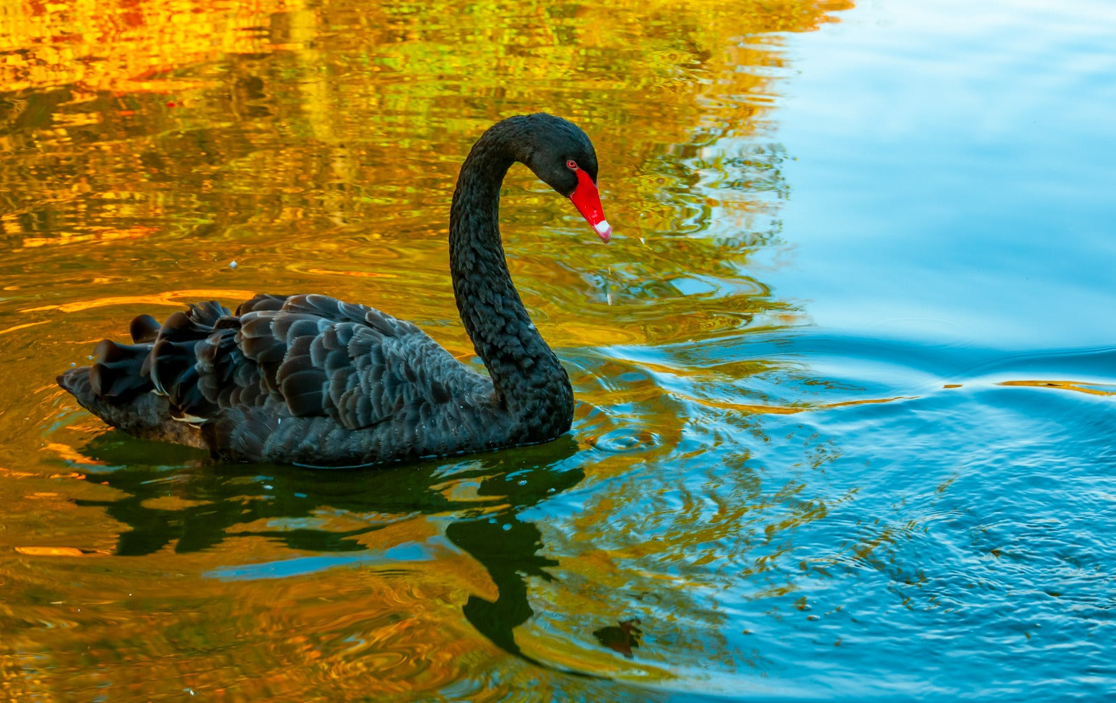 Wildlife