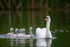 Wildlife