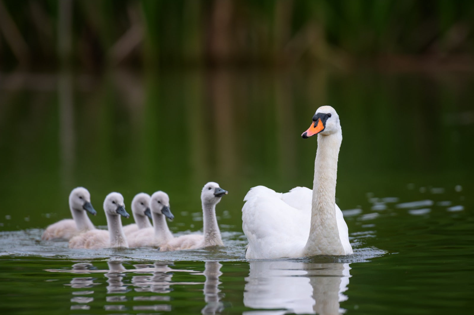 Wildlife