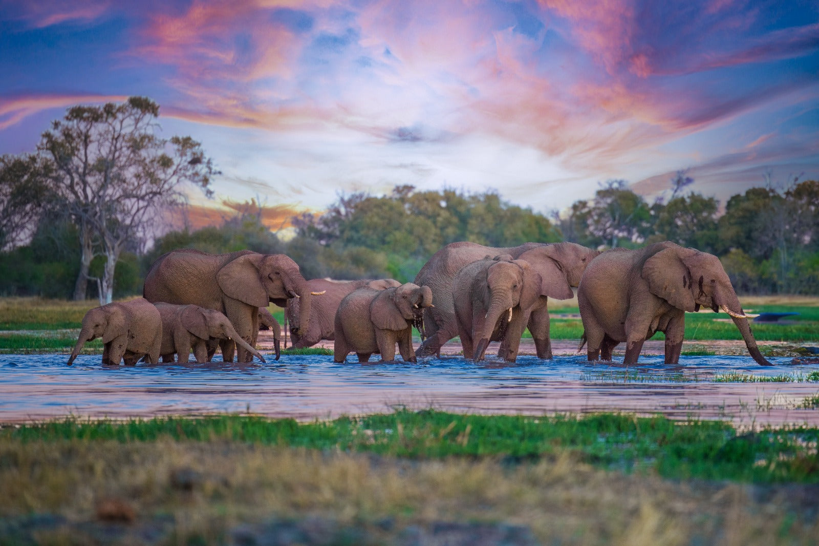 Wildlife