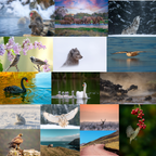 Wildlife
